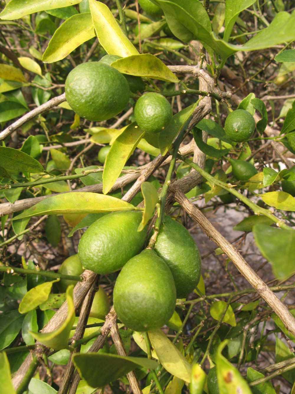            Fruit (Winter Haven, FL)   